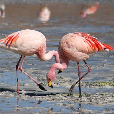 National Zoo’s 67-year-old flamingo dies