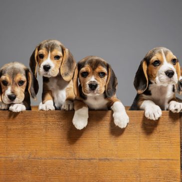 National Institutes of Health Subjected Beagle Puppies to Cocaine, Then Destroyed or “Recycled” Them for Additional Experimentation