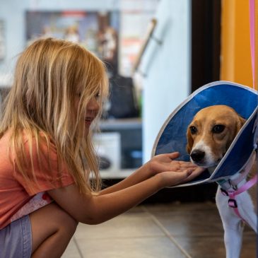 Adopting a rescue dog? Here’s what to know about pet insurance