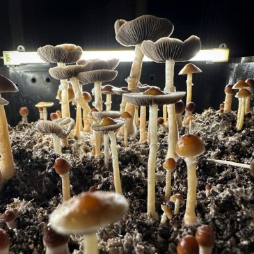 Can psilocybin help ease existential despair in patients with advanced cancer? Researchers hope to find out.