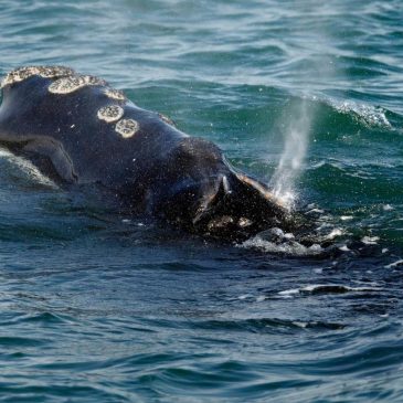 Decline of rare right whale appears to be slowing, but scientists say big threats remain