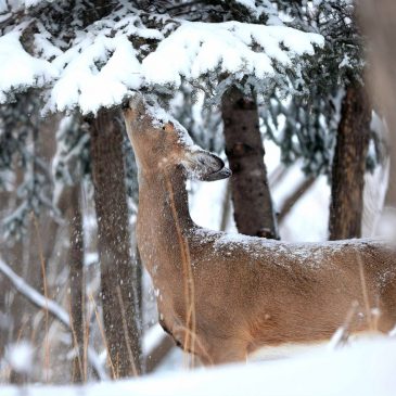 For success in Minnesota’s deer hunt, head south