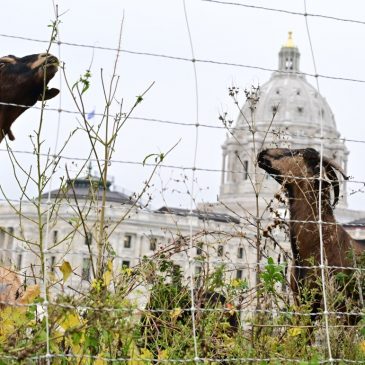 Goats and sheep grazed on a hillside on the Capitol grounds in St. Paul on Wednesday