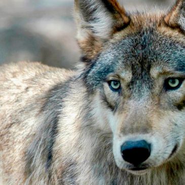 Wisconsin DNR approves new wolf management plan with no population goal
