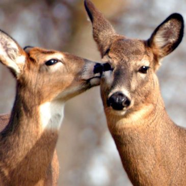 Deer charges through crowded Wisconsin restaurant