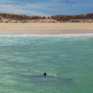 Cape Cod shark researchers tag 8 great whites during ‘pretty busy’ October, shark spotted 20 yards from shore