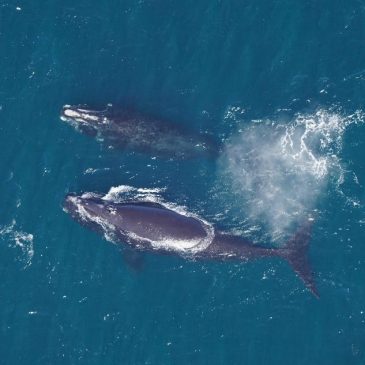 North Atlantic right whale population levels off, but they’re still ‘swimming along the cliff of extinction’