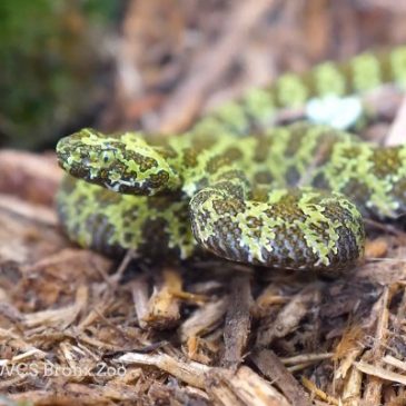 Bronx Zoo welcomes pair of new Mangshan pit vipers, one of the world’s rarest species of snakes