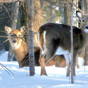 Minnesota opening weekend deer harvest down 13% from 2022