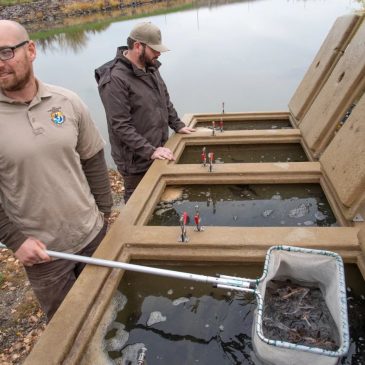 Sturgeon stocking in Red Lake River marks new phase in recovery efforts
