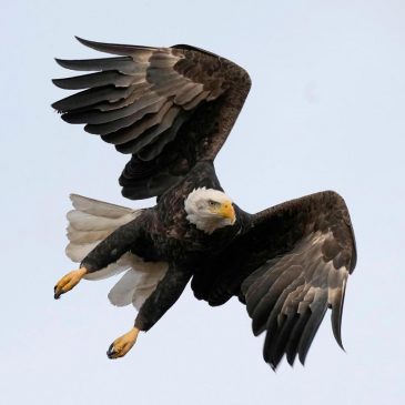 Men charged with illegal killing of 3,600 birds, including bald and golden eagles to sell