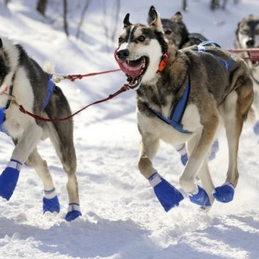 As mushers wait for snow, organizers consider postponing Beargrease sled dog race