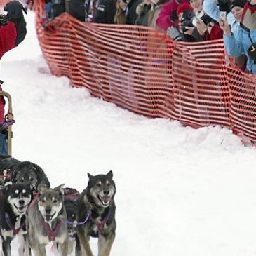 As snow fails to fall on North Shore, organizers cancel John Beargrease Sled Dog Marathon