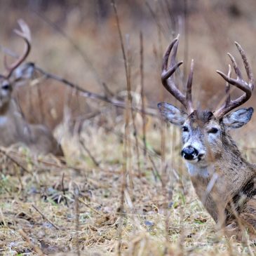 Minnesota 2023 deer harvest down statewide from 2022, DNR says