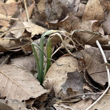 Struggling with your mental health this winter? Try garden therapy.