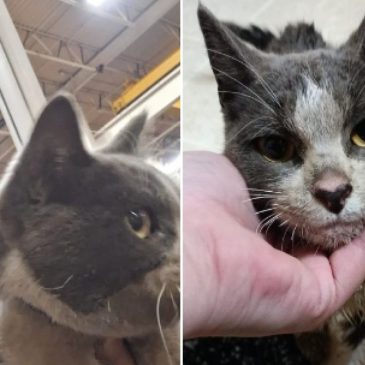 ‘Tom the Lost Trucker Cat’ found in Sauk Rapids after disappearing 40 days ago in St. Cloud