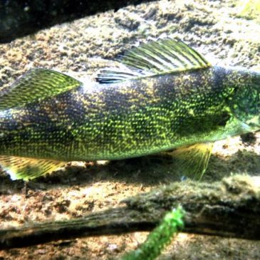 Warmer springs, variable ice-out dates are hurting walleye spawning