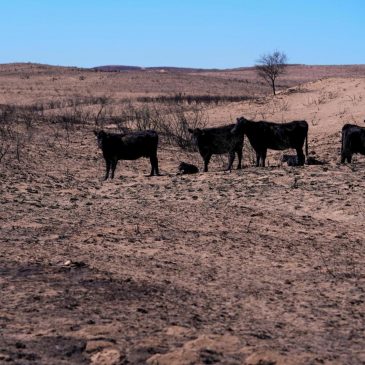 Texas Panhandle ranchers face losses and grim task of removing dead cattle killed by wildfires