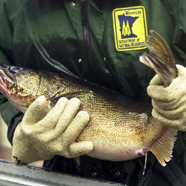 DNR tightens open water fishing regulations for Upper Red Lake