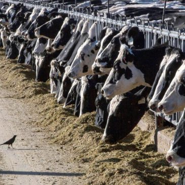 Person is diagnosed with bird flu after being in contact with cows in Texas