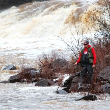 North Shore streams, and their steelhead trout, are running