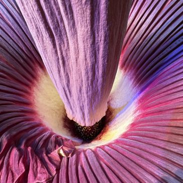 Horace the stinking corpse flower to bloom at Como Park Zoo and Conservatory — for just 2 or 3 days