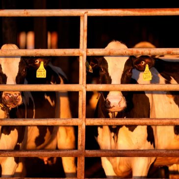 US pledges money and other aid to help track and contain bird flu on dairy farms