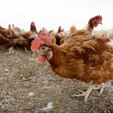 F.D. Flam: If pigs get bird flu, we could be in for a real nightmare