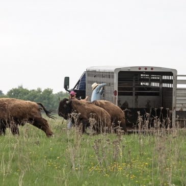 Bison return to Afton’s Belwin Conservancy this weekend