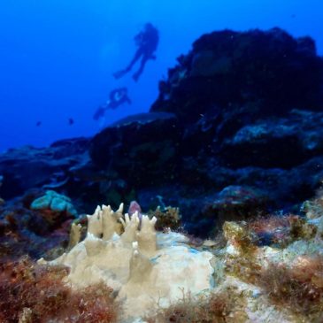 Experts say coral reef bleaching near record level globally because of ‘crazy’ ocean heat