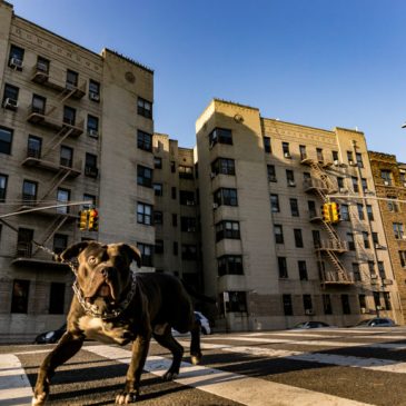 Try It Out: City Limits’ NYC ‘Good Cause’ Rent Calculator
