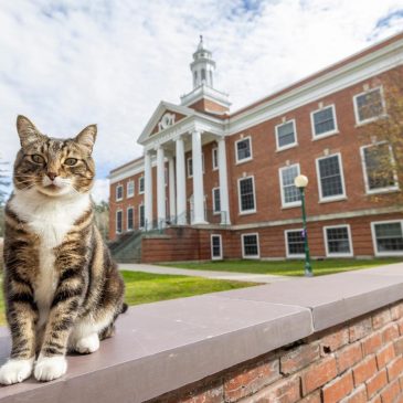 A college puts the ‘cat’ into ‘education’ by giving Max an honorary ‘doctor of litter-ature’ degree