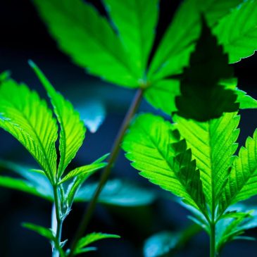 Justice Department formally moves to reclassify marijuana as a less dangerous drug in historic shift