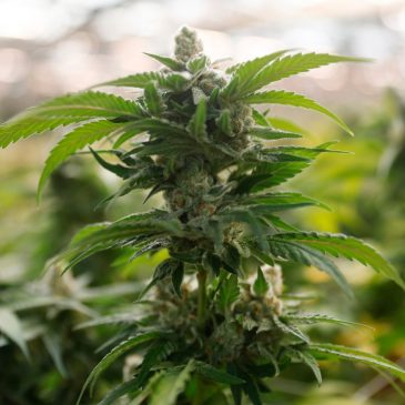 Minnesota expunges 58,000 low-level cannabis offenses from state records