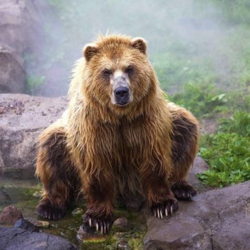 Authorities urge proper cooking of wild game after 6 relatives fall ill from parasite in bear meat