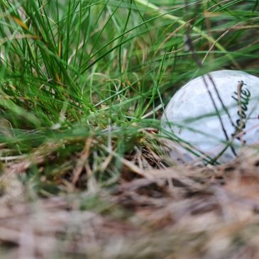 Gophers golf: Stillwater’s Ben Warian punches ticket to NCAA Championships