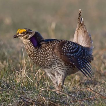 How many bird species nest in Minnesota? A new book has the answer.