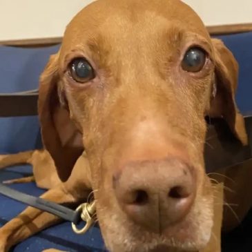 A yummy retirement party for Matka, the Minnesota State Patrol’s explosives-sniffing dog