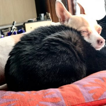 Morning Report pets in April
