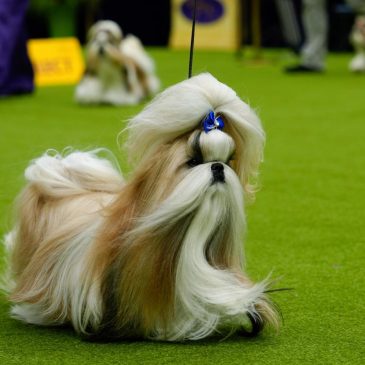 Westminster dog show is a study in canine contrasts as top prize awaits