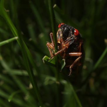 The bugs are coming! If a cicada invasion sounds familiar, thank Hollywood