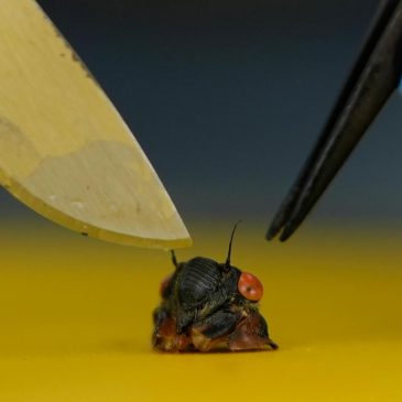 Collecting sex-crazed zombie cicadas on speed: Scientists track a bug-controlling super-sized fungus
