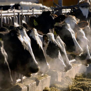 Minnesota reports first case of avian flu in dairy herd; poultry cases rising