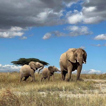 African elephants call each other by unique names, new study shows