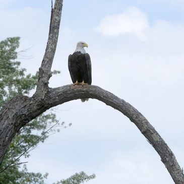 Did you know the bald eagle is not the country’s official bird? A Minnesota effort aims to change that