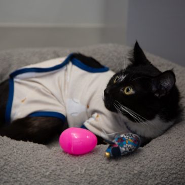 Injured Harding the cat is healing thanks to a community of helpers