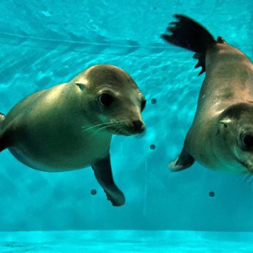 Two new sea lions join Minnesota Zoo