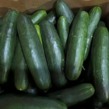 Salmonella outbreak may be linked to recalled cucumbers, CDC says