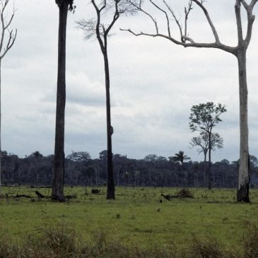 Will New York’s ‘TREES’ Bill Finally Become Law?