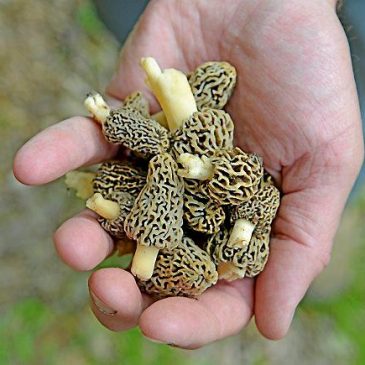 Amid bumper crop of wild mushrooms, Midwest sees surge in calls to poison control centers